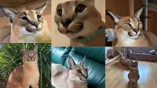 big floppa ultimate compilation 2