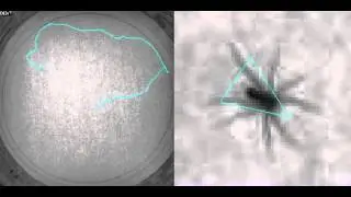 The allometry of behavior: Pardosa sp 1