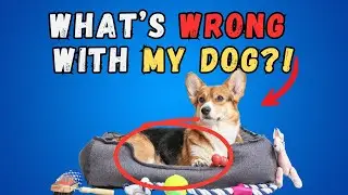 Dog Acting Weird? The Truth About Phantom Pregnancy!