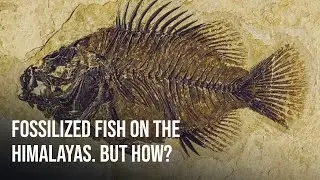 Fossilized Fish Discovered on the High-altitude Himalayas!