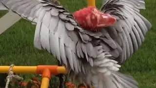 Lucky Galah Parrot Rain Shower