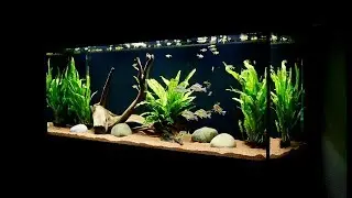 Planted Cichlid Fish Tank Setup | Geophagus Tapajos Red Head Aquarium