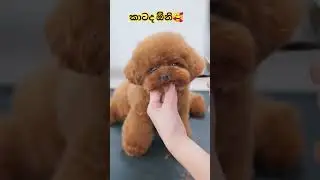 #cute #puppy #love #cutedog #youtube #trendingshorts #viral