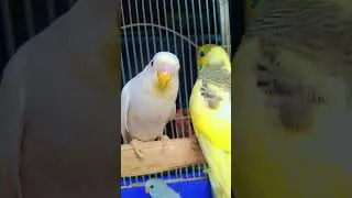 Moving with trend ll #birds #music #lovebird #fyp #trending #montage #comedy #explore#cute #lovesign