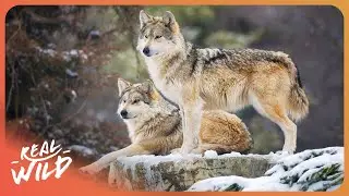 I Searched for Gray Wolves in Freezing Temperatures... Here's What I Found