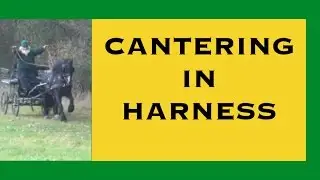 Should you canter a driving horse - yes or no?