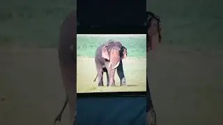 Asian Elephant Sound Effect
