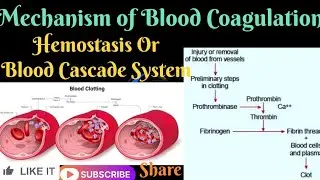 Mechanism of Coagulation Or Hemostasis Or Blood Cascade System @sapnasingh5800