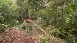 Patrola cai de barranco e funcionário da Prefeitura de Franca fica ferido