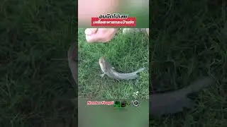 ไซส์สวยเลยครับตัวนี้ #น้าหนึ่งฮันเตอร์ #เหยื่อฮันเตอร์ #ตกปลา #ตกปลาช่อน #fishing #hunterfrogg