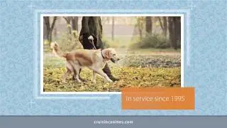 Palmer Square Dog Walkers | Chicago 60647