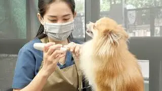 Pomeranian full grooming at Head to Tail - Luxury Pet Spa & Hotel