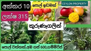 NO,,1017 # කුරුණෑගලින් අක්කර 10 ක සරැසාර ඉඩම ඉක්මනින් විකිණීමට ,ලක්ෂ 30 බැගින් ,සින්නක්කර ඔප්පු 