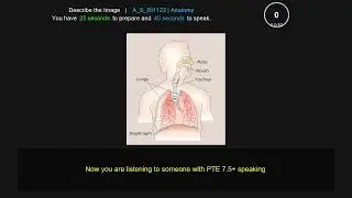 PTE Describe Image  anatomy diagram   1123 Human lungs and airways
