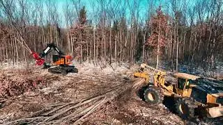 Homer Tree Service expedited land clearing with THREE 755 TimberPros