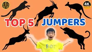 Top 5 Highest Jumpers in the Animal World! | | Wild animals facts for children