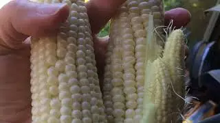 Lesson 1 Individualized Families Poaceae and Alliaceae -the Monocots