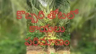 how to increase coconuts size