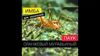 ОРАНЖЕВЫЙ МУРАВЬИНЫЙ ПАУК! ОБЗОР! Беспощадный убийца! The Ants: Underground Kingdom