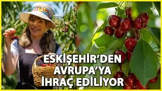 Eskişehir'in 1352 Rakımlı İlçesinden Avrupa'ya Kiraz İhracı