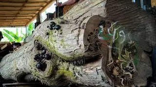 It's amazing! Giant teak wood are made into thick, expensive planks at the sawmill