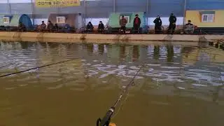강화도 황산도 항 실내 낚시터 미끼 랍스타를 던저 줍니다 Ganghwa-do Hwangsan-do Port indoor fishing area bait lobster dungeon