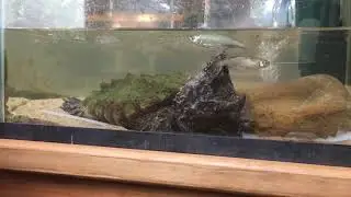 Alligator Snapping Turtle - Part Two