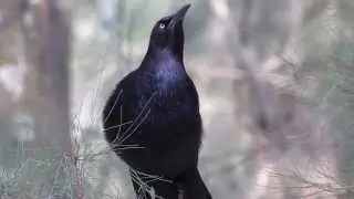 Quiscalus mexicanus dancing