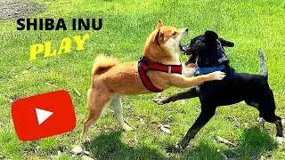 Shiba Inu Play Day at Dog Park [Full Clip] | Super Shiba