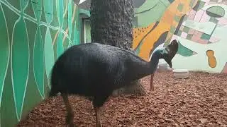 Double-wattled cassowary