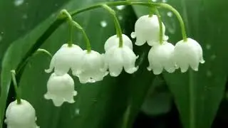 Ландыш. Е.Серова