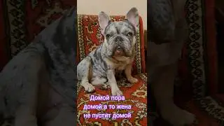 #shorts#юмор#прикольчик#мальчишник#новыйгод#беллабульдожик #французскийбульдог