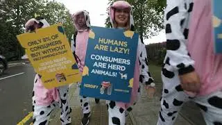 What happened when a herd of cows visited Anticon?