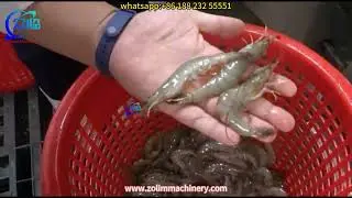 shrimp roller grader, prawn roller grader, shrimp sorting machine, prawn sorting machine, shrimp