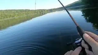 Canadice lake bass stuck in weeds