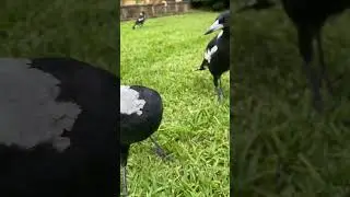 Beautiful Magpie Family Eating out  #magpie #australia #backyardbirds #birdsounds #cutebirds