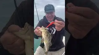 The Calico bass are bitting the Rapala Freeloader full speed in Dana Point  California!