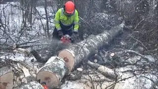 Pölkkyjä paksusta koivusta- Raket 621