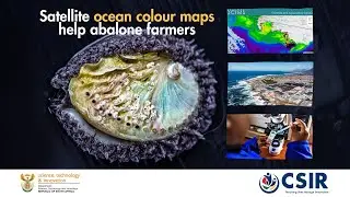Satellite ocean colour maps warn abalone farmers of harmful algae