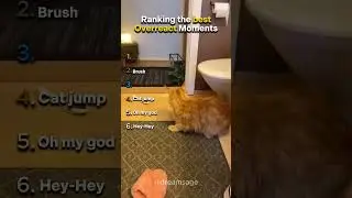 Ranking The Best Overreact Moments #ranking #meme #funny #overreact #react #cat