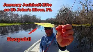 Catching Bass with Jerkbait on St John's River, FL. 1/8/2026 #bassfishing #floridafishing