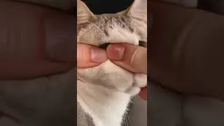 Soft Cat 😺 | Relaxing 😌 | Sytisfying ✔️ | Amazing Videos ✔️😌😺 #cat #satisfying #shorts