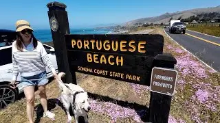 Portuguese Beach ●Bodega Bay, California● 2023 #portuguese #california