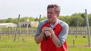Wine Is Grown, Not Made