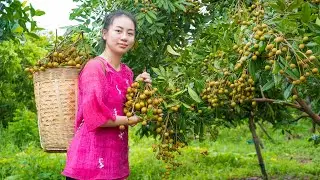 Harvesting Longan go to the Market to sell - Cooking | HUYEN GARDEN