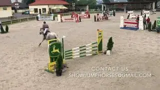 FOR SALE 2015 SVKWB mare by Cardino - Corrado II