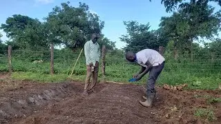 How to Set Up a Tomato Nursery Bed | Step-by-Step Guide for Beginners