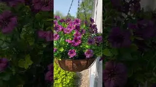 Faux hanging basket #amazon #amazonfinds