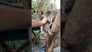 cute koala #shorts