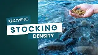 Catfish Stocking Density